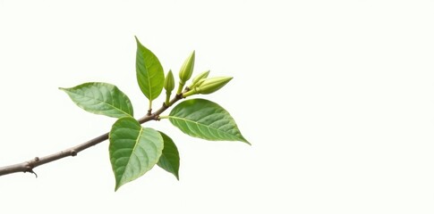 Obraz premium A single branch with leaves and buds against a stark white background, nature, branch