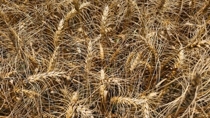 A stunning close-up of a ripe wheat field ready for harvest.