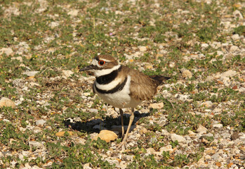 Killdeer Bird Guarding Nest of Eggs on Ground