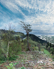  A lonely tree on the top of a mountain.