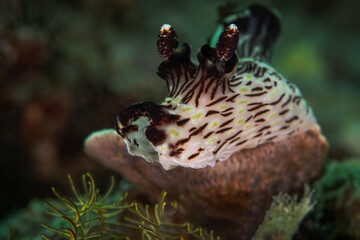 Red-lined Jorunna (Jorunna rubescens). Underwater macro photography from Anilao, Philippines