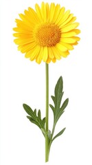 Fototapeta premium Radiant yellow daisy flower on white background capturing vibrant petals and delicate stem in studio shot for stock photo