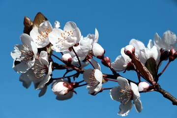 white flowers of wild plum trees at spring