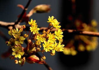 yellow flowers of Maple tree at spring