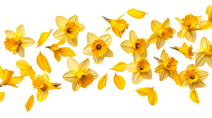 Yellow daffodils flowers border isolated on black background, cut out transparent