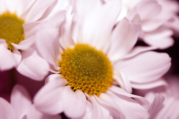 Close up flowers in pinks abstract petals and buds