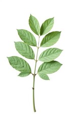 Single isolated ash branch on white background, minimalist, nature, tree trunk