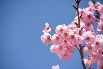 河津桜