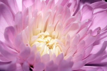 Close up flowers in pinks abstract petals and buds