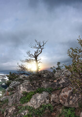  A lonely tree on the top of a mountain.