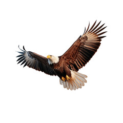 Obraz premium Majestic Bald Eagle in Flight with Outstretched Wings Against a Clear Sky Background