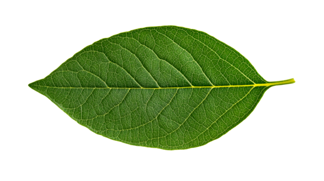 Green leaf with vein details on black backdrop, cut out transparent