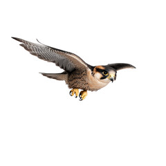 Fototapeta premium Majestic Falcon in Flight with Flared Feathers and Intense Gaze Soaring Through the Sky