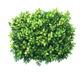 Lush green leaves nature plant bright environment isolated on transparent background, png