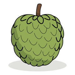 cherimoya fruit food healthy nature flat color vector illustration template design