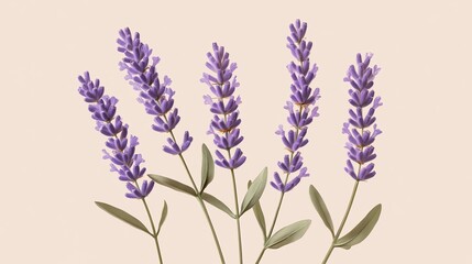 Naklejka premium Beautiful lavender flowers on a soft background.