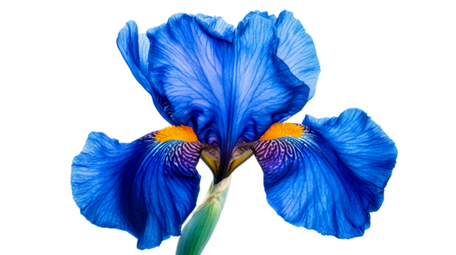 Blue iris flower with yellow stamens on black, cut out transparent