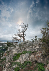  A lonely tree on the top of a mountain.