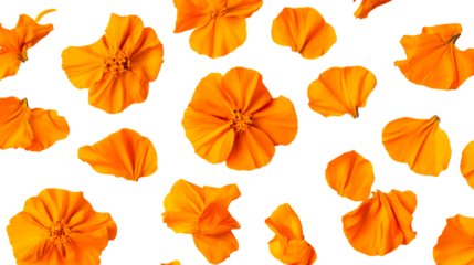 Orange flowers and petals on black background, cut out transparent