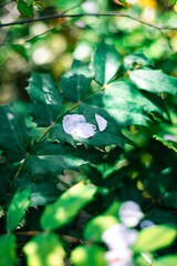 葉の上に散った桜の花びら