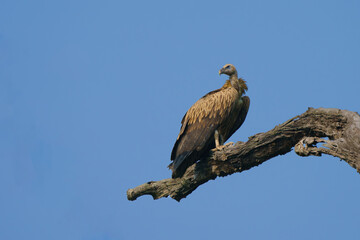 Himalayan griffon vulture