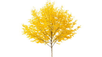 Deciduous tree with yellow foliage, autumn leaves, cut out transparent