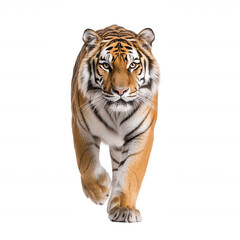 Fototapeta premium A majestic tiger walks confidently towards the viewer, showcasing its striking orange and black stripes against a white isolated background.