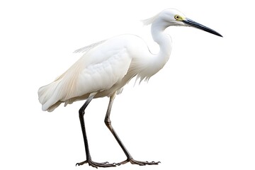 Obraz premium Great white heron great blue heron and snowy egret standing isolated on a white background