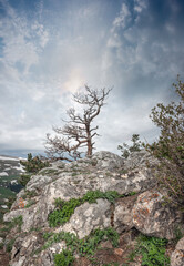  A lonely tree on the top of a mountain.