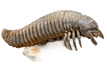 High-Quality Isolated Trilobite Fossil Image with Transparent Background - Ideal for Educational Materials and Paleontology Projects