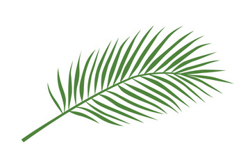 green palm leaf on white background- vector illustration