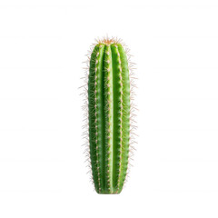 Fototapeta premium Tall green cactus with prominent spines on a white isolated background, showcasing natural beauty and resilience in arid conditions.