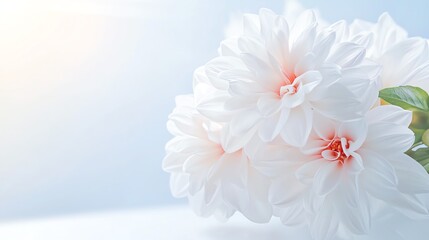 Macro close-up of a dahlia, with bright natural sunlight, ultra close-up macro