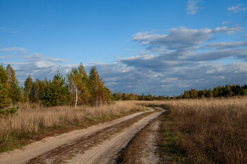 Autumn. Beautiful landscape. Road going into the distance, grass, birches.