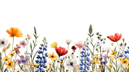 Wildflower border featuring colorful blooms against black backdrop, cut out transparent
