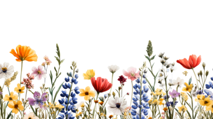 Wildflower border featuring colorful blooms against black backdrop, cut out transparent