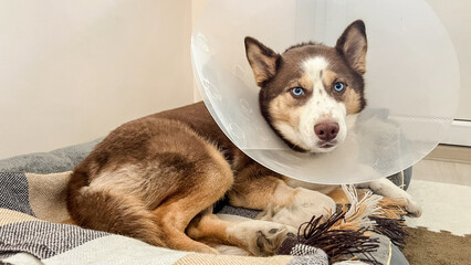 Husky with blue eyes in a protective cone collar resting on a soft bed