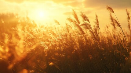 Golden Hour Meadow: Sunset Serenity in a Field of Wild Grass