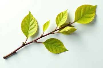 A single branch isolated on white background, with intricate details and texture, nature, isolated, solitary