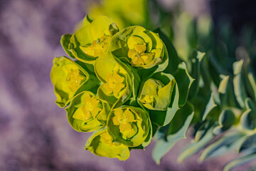 yellow flowers