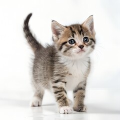 Obraz premium Adorable Kitten on Pure White Background in Studio Perfection