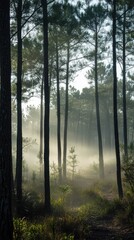 Fototapeta premium Rolling fog drifting through a dense pine forest, mysterious atmosphere. Vertical
