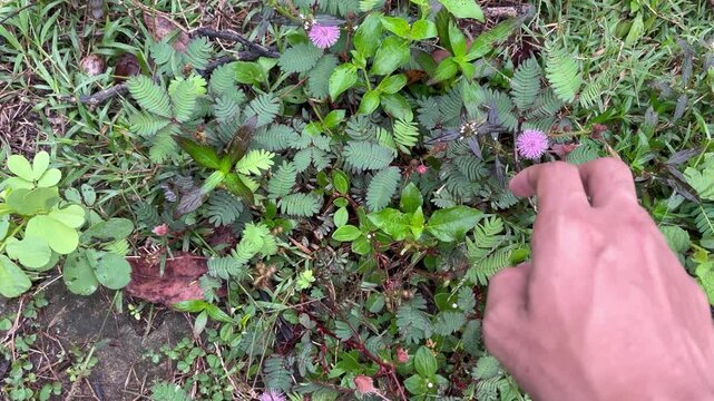 The mimosa pudica plant (Mimosa pudica) is a plant that attracts attention because of its ability to respond to touch.