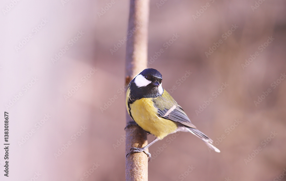 Wall mural a single titmouse on a branch... on a blurred brown background..