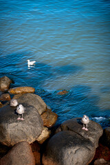 The Baltic Sea.
A landscape of the sea, rocks and seagulls.