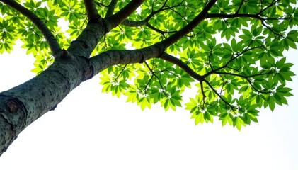 Fototapeta premium Thick tree branches stretching against a bright white background, branches, organic