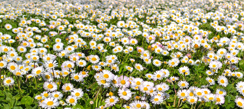 Champ de p&acirc;querettes en fleur