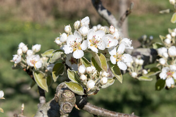 Gardening. ..Pear (pyrus) blossom. ...peer, bloesem, spring, voorjaar, lente, fruit, gardening, garden, tree, boom, boomgaarde, orchard, flower, flowers, blossom,