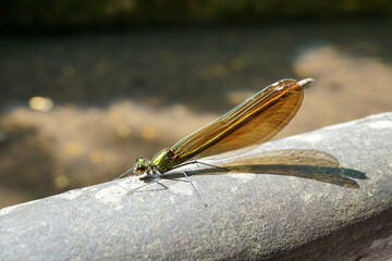 ZYGOPTERA. CABALLITO DEL DIABLO. INSECTO INVERTEBRADO.