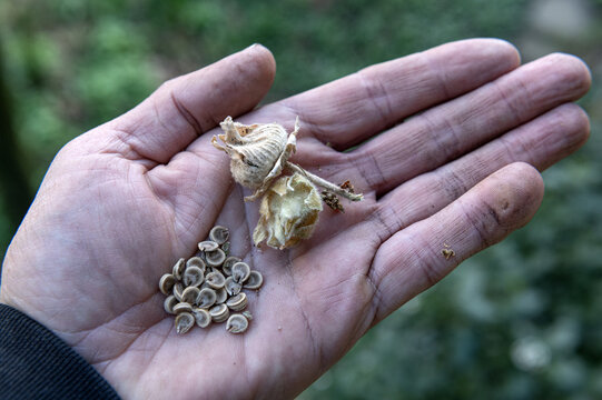Gardening - dried hollyhock (Alcea Rosea) in the palm on a mans somewhat dirty hand. ...gardener, garden, allotment, hobby, flower, flowers, seed, seedhead